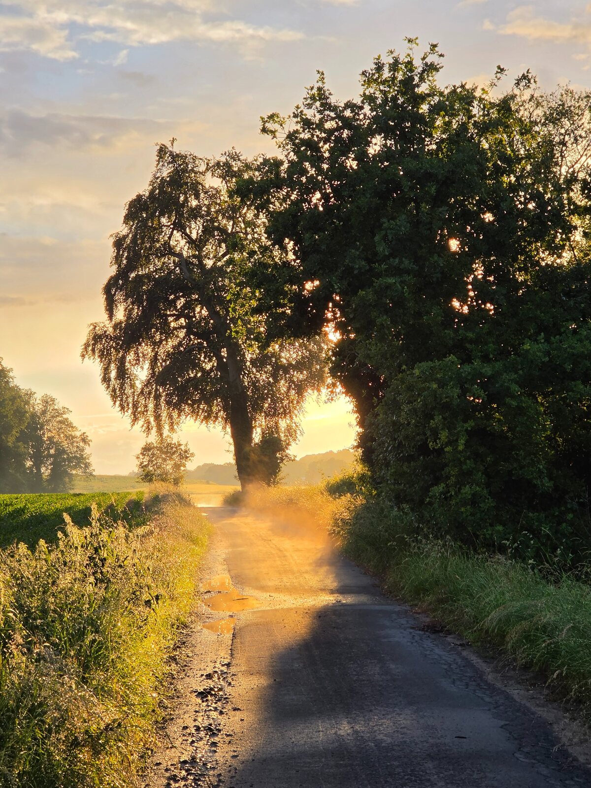 Goldene Abendsonne &uuml;ber einem ruhigen Weg nahe den D&ouml;renther Klippen